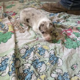 Peet - Red merle Border Collie puppy in Defuniak Springs, Florida from Blue Cypress Stock dogs