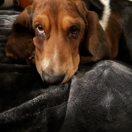 Basset Hound and Dalmatian Puppies from Lazy B Bassets and Dalmatians