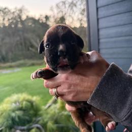 Scout - Fawn male Boxer puppy in Jamesville, New York from Reynolds Homestead Boxers