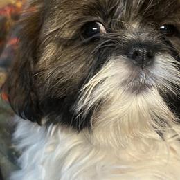 Maltese, Maltipoos, and Shih Tzus from Mia Lucky Maltese