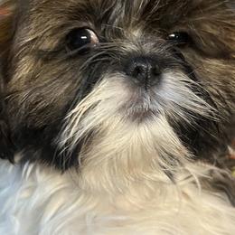 Maltese, Maltipoos, and Shih Tzus from Mia Lucky Maltese