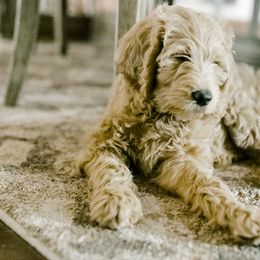 Bernedoodle and Goldendoodle Puppies from Heartfelt GoldenDoodles