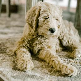 Bernedoodle and Goldendoodle Puppies from Heartfelt GoldenDoodles