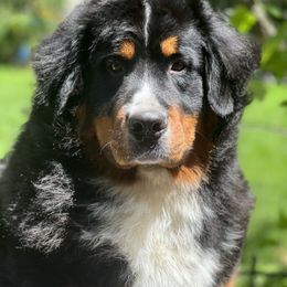 Bernese Mountain Dog All Grown Up from Tollhaus Bernese Mountain Dogs