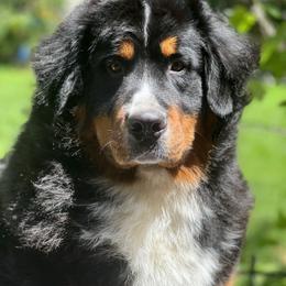 Bernese Mountain Dog All Grown Up from Tollhaus Bernese Mountain Dogs