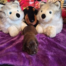 Rosalie - Chocolate female Dachshund puppy in Eureka, California from Wigglebutts Mini Dachshunds