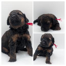 Red Boy - Sable - Wheaten male Whoodle puppy in Kalispell, Montana from Countryman Whoodles