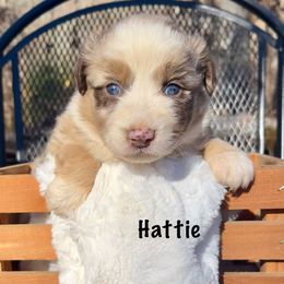 Hattie - Red merle female Australian Shepherd puppy in Witter, Arkansas from Mountainside Aussies
