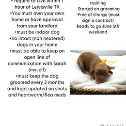 Rosie or Lily (read description before inquiring) - Red  female Goldendoodle puppy in Lewisville, Texas from Zink Doodles