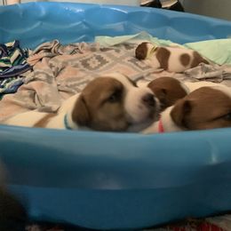 Great Dane and Russell Terrier Puppies from Claddagh Pastures
