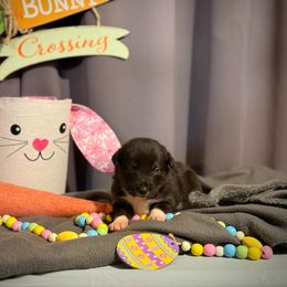 Australian Shepherd, Border Collie, and Sporty Mix Puppies from Fika Herders
