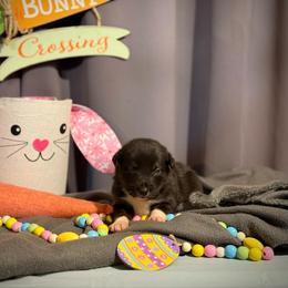 Australian Shepherd, Border Collie, and Sporty Mix Puppies from Fika Herders