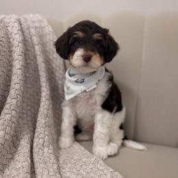 Winston - Phantom male Goldendoodle puppy in Fleming Island, Florida from Island Doodles
