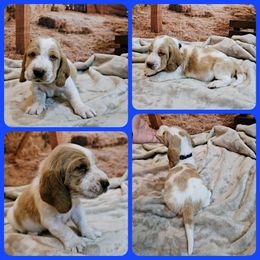 Basset Hound Puppies from Hounds All Night