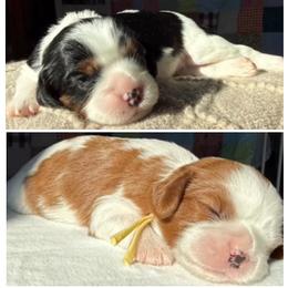 AKC Girl 4 Blenheim - Blenheim female Cavalier King Charles Spaniel puppy in Pleasant Hill, Iowa from Harvest Creek
