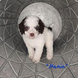 Mania - Black and white male Cockapoo puppy in Fort White, Florida from Jade