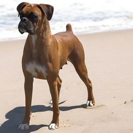 Lola - Boxer
