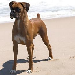 Lola - Boxer