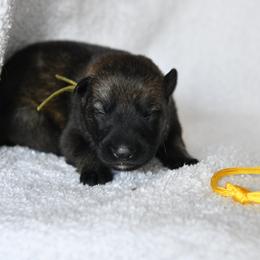 Yellow - Sable female German Shepherd puppy in Louisburg, North Carolina from C6 Ranch & Shepherds