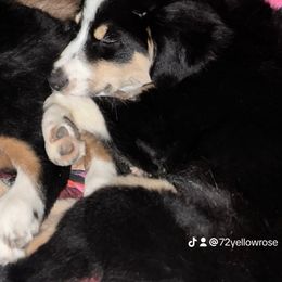 Miniature Australian Shepherd All Grown Up from Z’s Mini Aussies