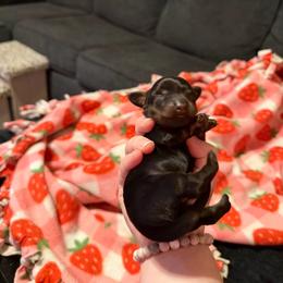 Crow - Black and tan male Dachshund puppy in Joplin, Missouri from Dreamy dachshunds