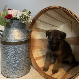 Loki - German Shepherd puppy in Jacksonville, Florida from J & J Ranch
