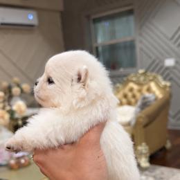 Tiffany - Cream parti female Pomeranian puppy in Grand Prairie, Texas from D’ Pomlovers