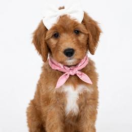 GOLDIE PRICE REDUCED by 800 - Apricot female Goldendoodle puppy in Independence, Oregon from ANKENY DOODLES
