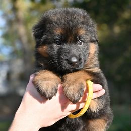 Helga - Black and red female German Shepherd puppy in Nacogdoches, Texas from Vom Hausgladfel