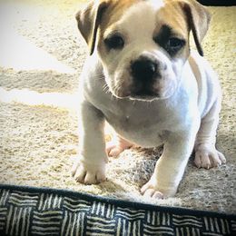 American Bulldog Puppies from Rogue Native Bulldogs