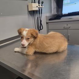 Rowen - Saddleback sable male Border Collie puppy in Gary, Indiana from Lake Ridge Border Collies