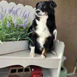 Beckster - Miniature Australian Shepherd
