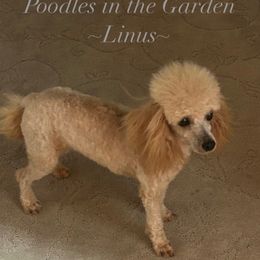 Linus - Apricot male Poodle puppy in Tecumseh, Oklahoma from Poodles in the Garden