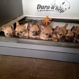 French Bulldog Puppies from Golden Oak Gypsy