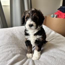 Bernedoodle, Cockapoo, and Goldendoodle Puppies from Avery Doodle Day LLC