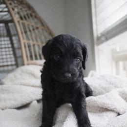 Puppy 5 - Black male Goldendoodle puppy in Savannah, Georgia from Vino and Vespa Doodles