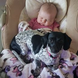 Dachshunds from Minnesota dachshund