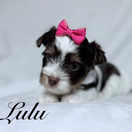 Lulu - Chocolate tan and white female Biewer Terrier puppy in Cartersville, Georgia from Alpha Tiny Paws