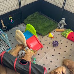 Golden Retriever Puppies from Pawmetto Goldens