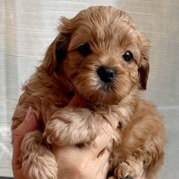 Mal-Shi, Maltese, and Maltipoo Puppies from Joy-fur puppies