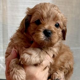 Mal-Shi, Maltese, and Maltipoo Puppies from Joy-fur puppies