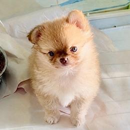 Exotic Rose. price 9980 - Chocolate sabled fawn female Chihuahua puppy in Santa Rosa Beach, Florida from Eva's Chihuahua