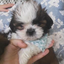 Koda - Black and white female Shih Tzu puppy in Jasper, Georgia from Tiny Bubbles Shih Tzus