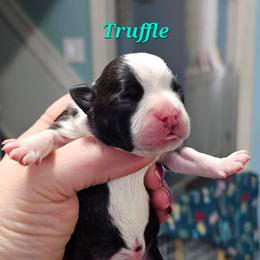 Truffle - Black and white male Boston Terrier puppy in Columbus, Ohio from Bryn's AKC Bostons