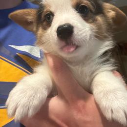 Faith - Black and tan female American Corgi puppy in Orangevale, California from Corgis of the Heart