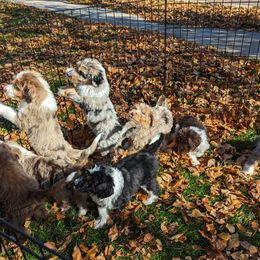 Aussiedoodles, Bernedoodles, and Poodles from Doodle Belle Puppy