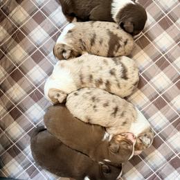 Miniature American Shepherd puppies from Sunset Hill Mini & Toy Aussies