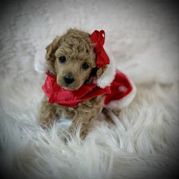 Allie - Apricot female Poodle puppy in Newcomerstown, Ohio from Sheri’s Lil Angel’s