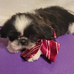 Nitro - Black and white male Shih Tzu puppy in Parma, Ohio from D's DeVine Shih-Tzu