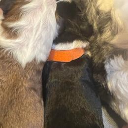 Erin - Black and white female Sheepadoodle puppy in Rocky Point, North Carolina from CelticDoods